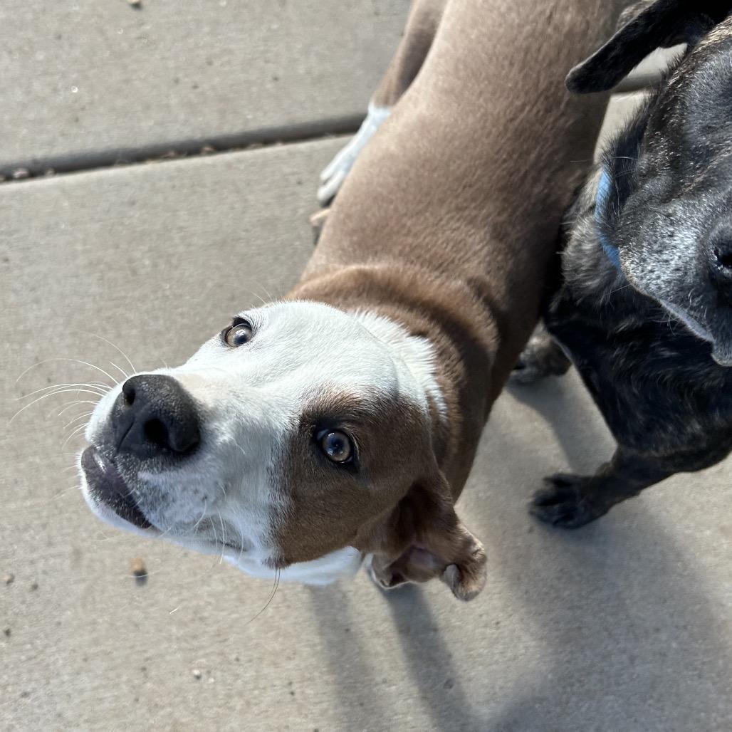 Nirvana - Sweet Girl With A Pretty Face!, a Adoptable Mixed Breed in Flagstaff, AZ image 2/6