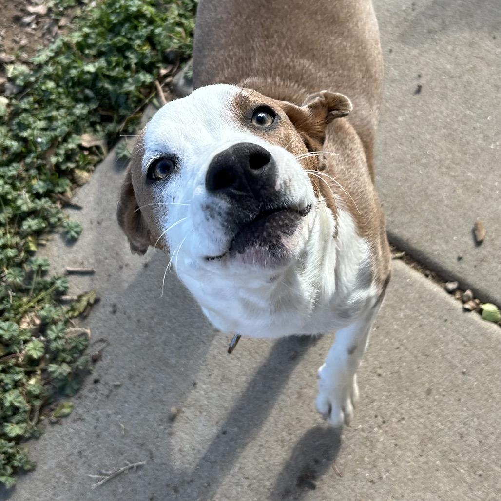 Nirvana - Sweet Girl With A Pretty Face!, a Adoptable Mixed Breed in Flagstaff, AZ image 3/6