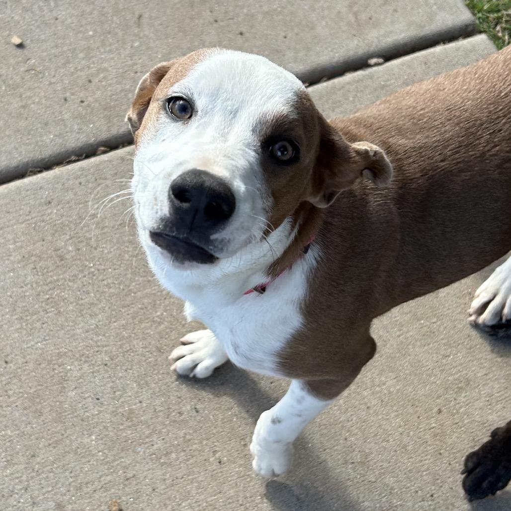 Nirvana - Sweet Girl With A Pretty Face!, a Adoptable Mixed Breed in Flagstaff, AZ image 4/6