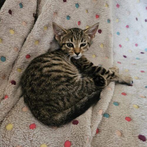 Ikea, Adoptable, Kitten Female Domestic Short Hair.