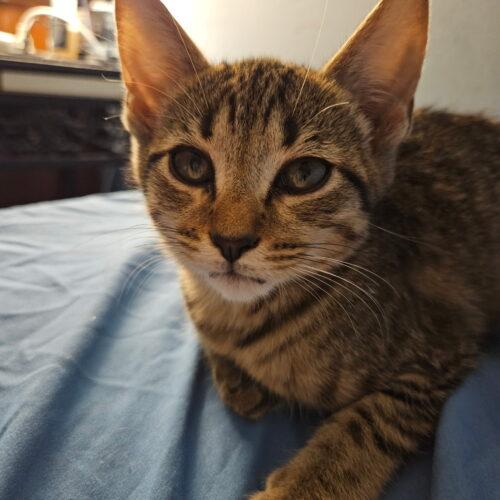 Enlarge Ikea, a Adoptable Domestic Short Hair in Canal Winchester, OH image 2/4