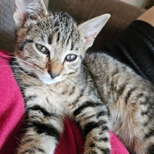 Enlarge Ikea, a Adoptable Domestic Short Hair in Canal Winchester, OH image 4/4