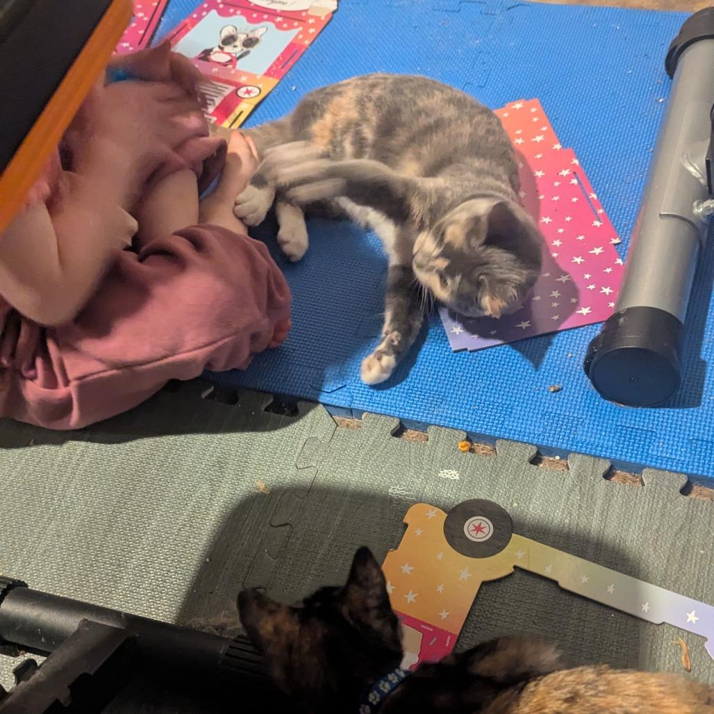 Enlarge Paprika, a Adoptable Domestic Short Hair in Brooklyn Center, MN image 2/6