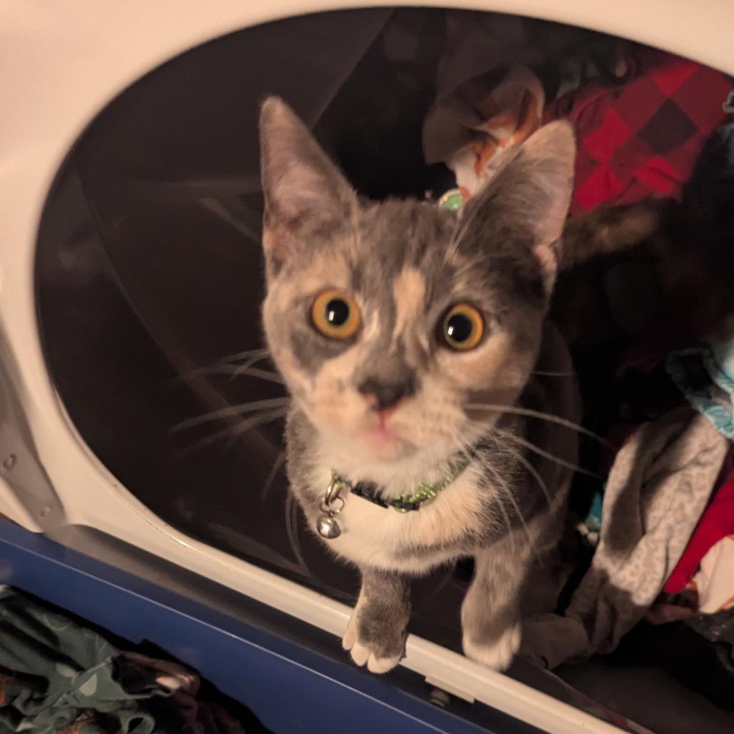 Paprika, Adoptable, Young Female Domestic Short Hair.
