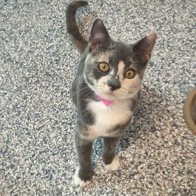 Enlarge Paprika, a Adoptable Domestic Short Hair in Brooklyn Center, MN image 3/6