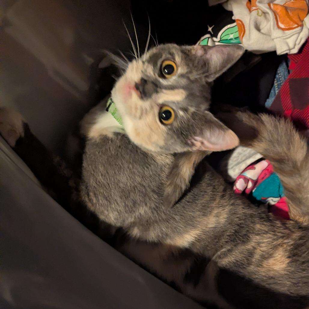 Enlarge Paprika, a Adoptable Domestic Short Hair in Brooklyn Center, MN image 4/6