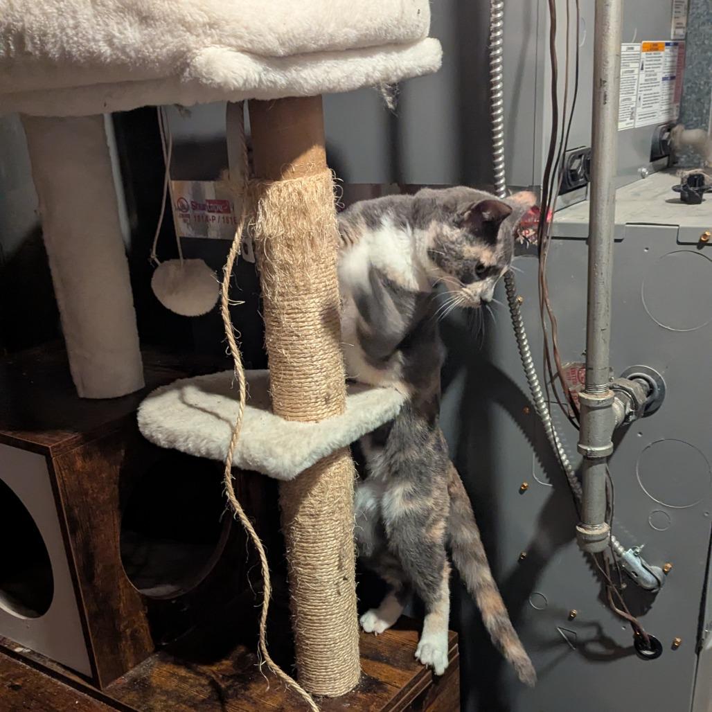 Enlarge Paprika, a Adoptable Domestic Short Hair in Brooklyn Center, MN image 5/6