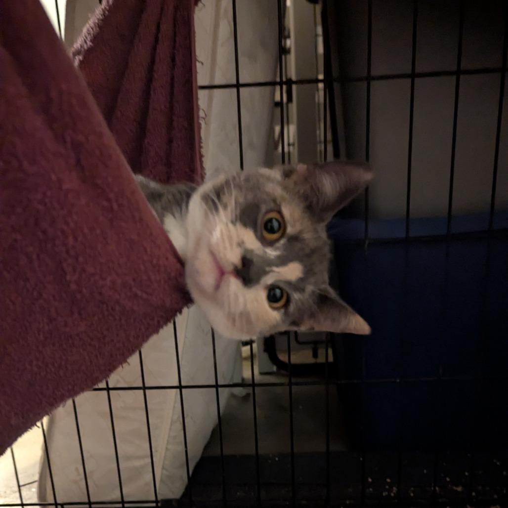 Enlarge Paprika, a Adoptable Domestic Short Hair in Brooklyn Center, MN image 6/6