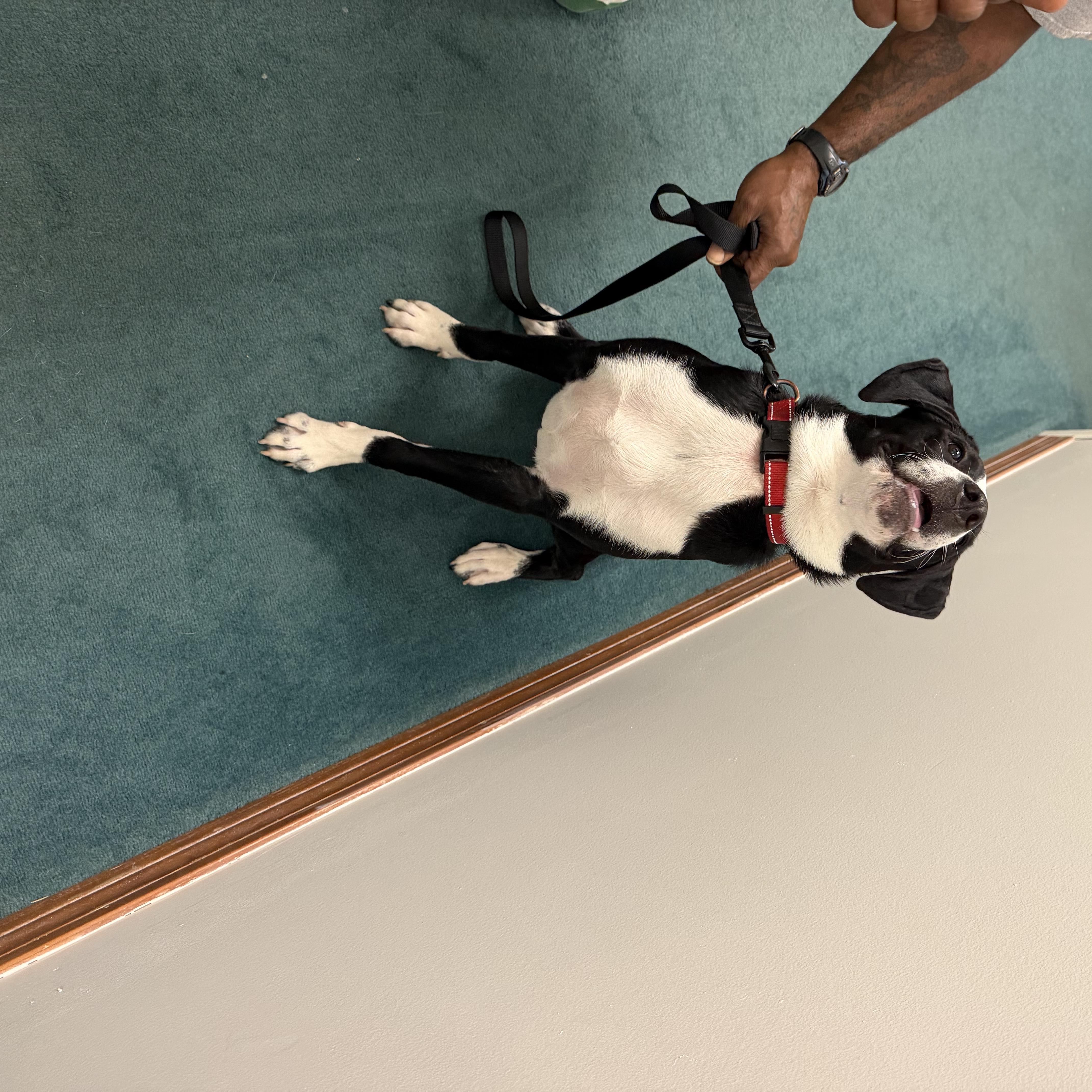 Max, a Adoptable mixed breed in East Windsor , CT image 3/4