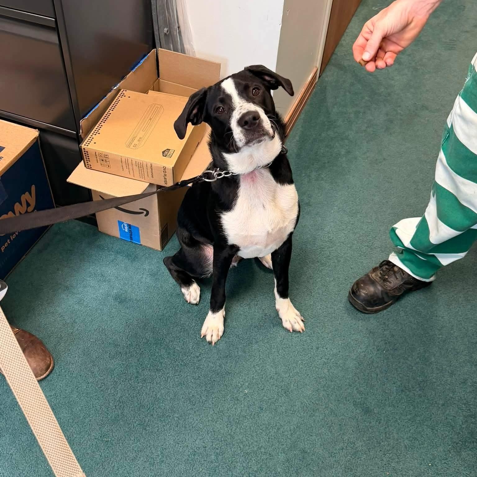 Max, Adoptable, Young Male Border Collie & Labrador Retriever.