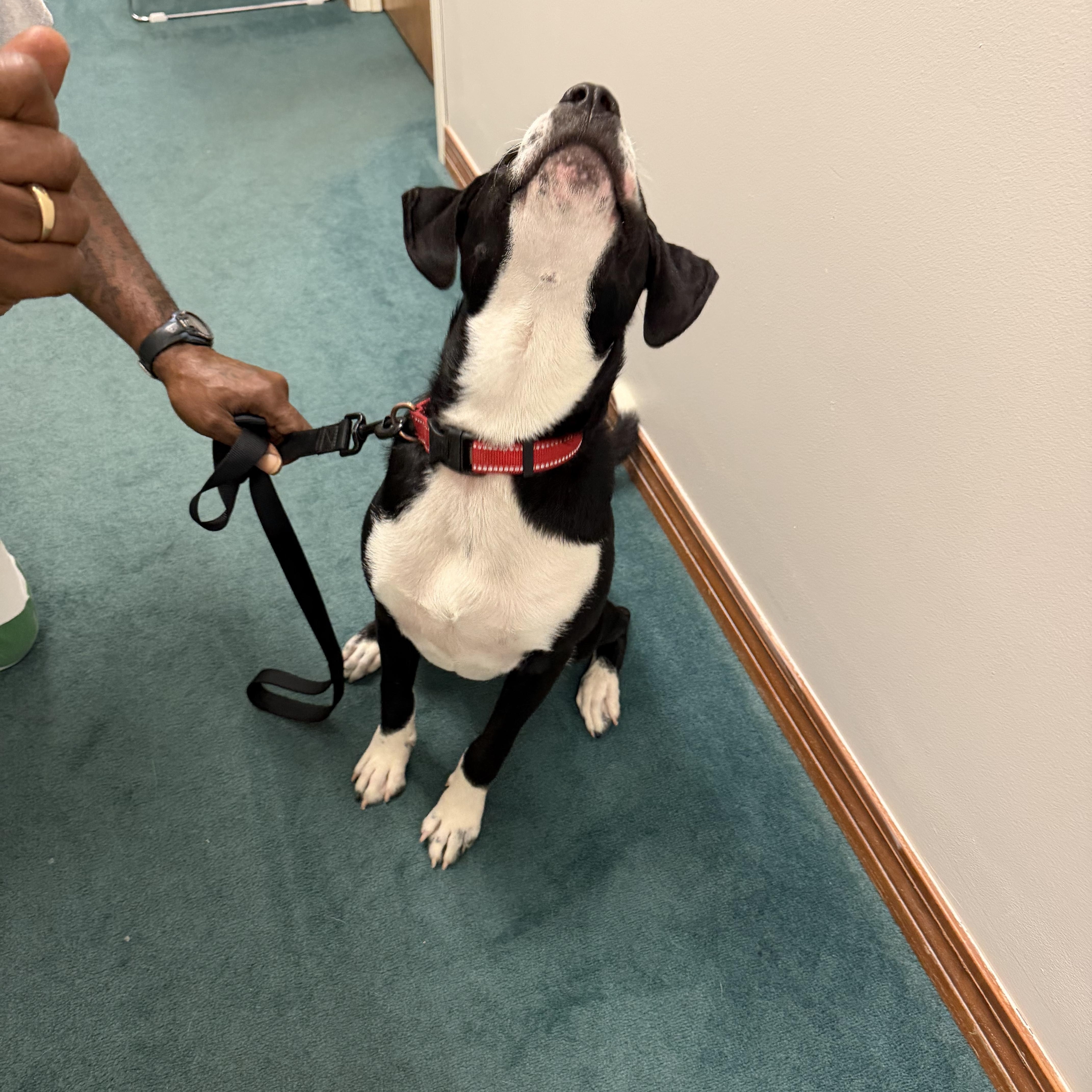 Max, a Adoptable mixed breed in East Windsor , CT image 4/4