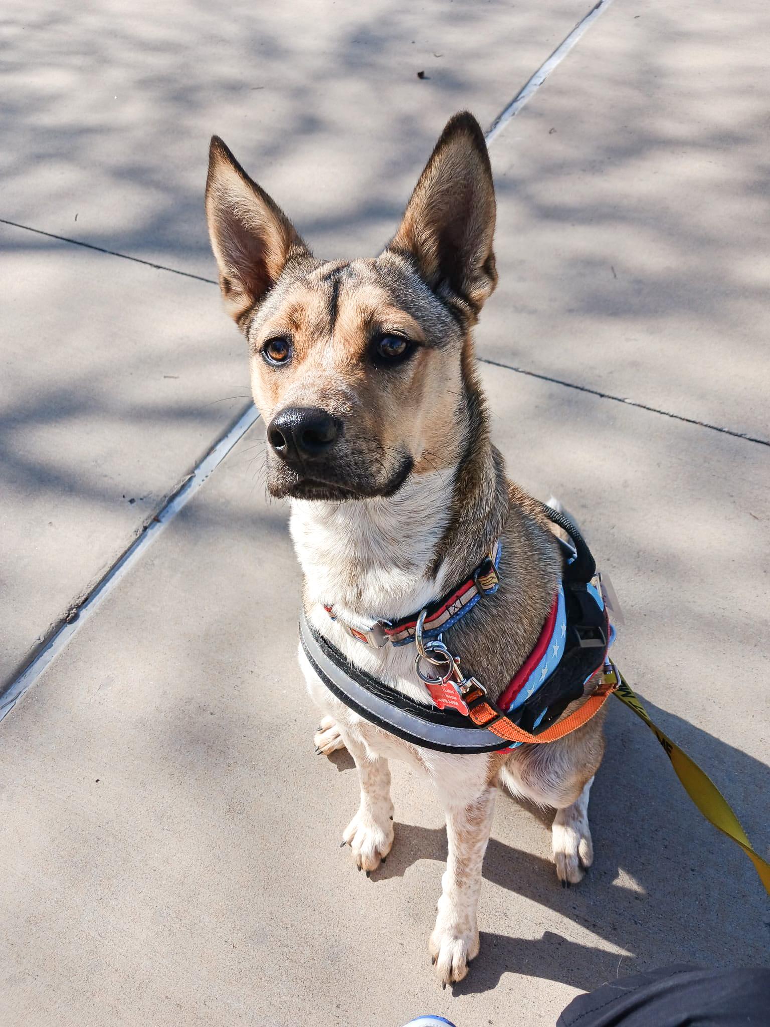 Maisy, a Adoptable mixed breed in Marble Falls, TX image 2/2