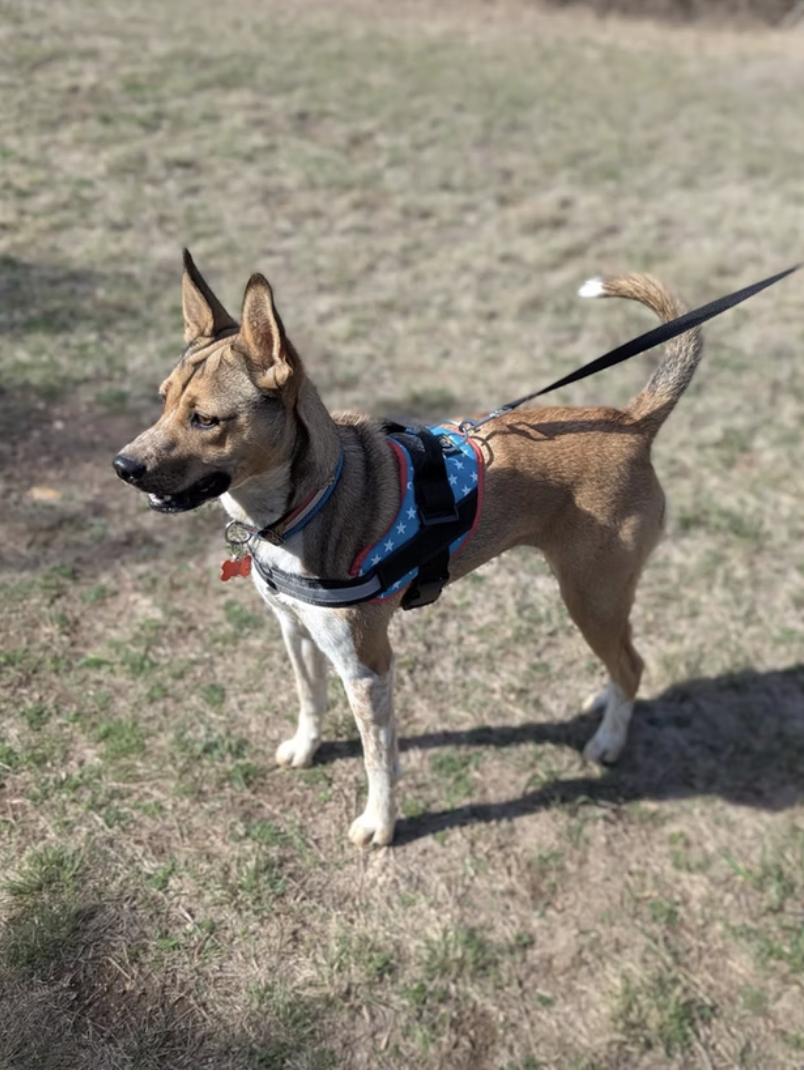 Enlarge Maisy, a Adoptable Mixed Breed in Marble Falls, TX image 2/2