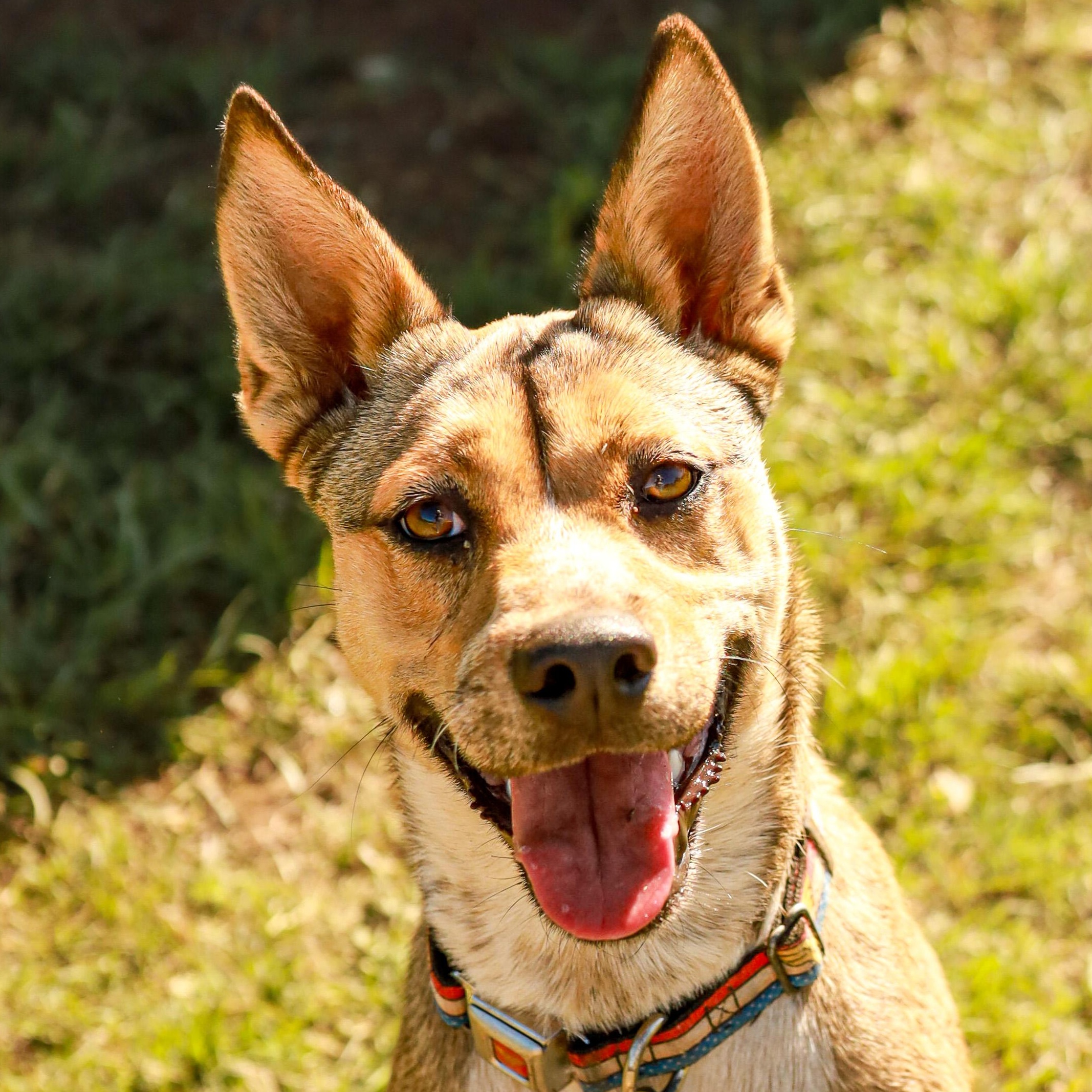 Enlarge Maisy, a Adoptable Australian Cattle Dog / Blue Heeler in Marble Falls, TX image 1/2