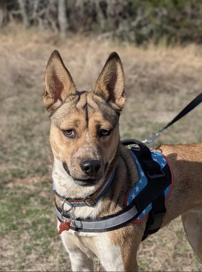 Enlarge Maisy, a Adoptable Mixed Breed in Marble Falls, TX image 1/2