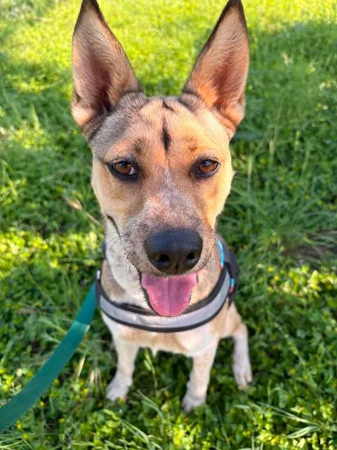Maisy, Adoptable, Adult Female Australian Cattle Dog / Blue Heeler.