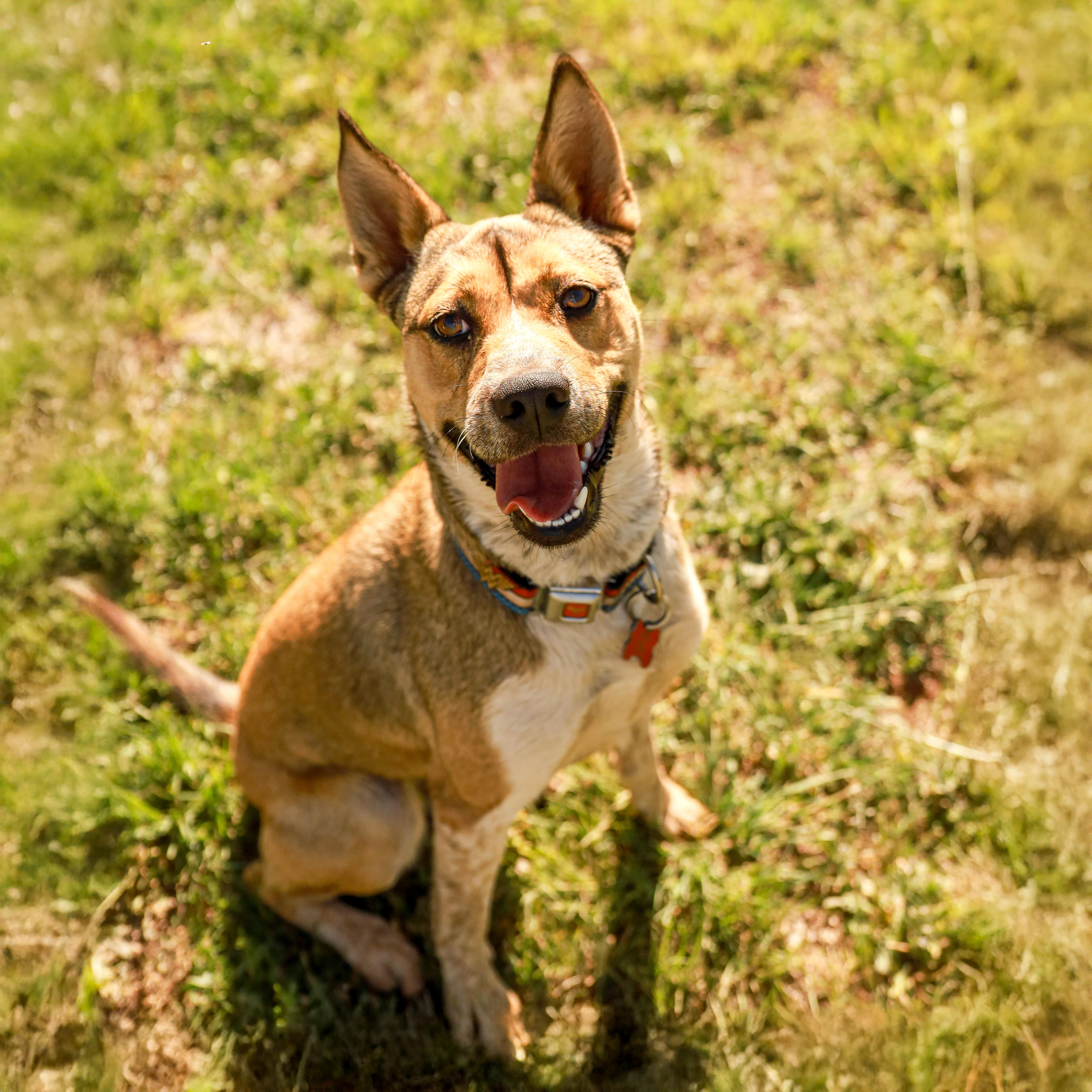 Enlarge Maisy, a Adoptable Australian Cattle Dog / Blue Heeler in Marble Falls, TX image 2/2