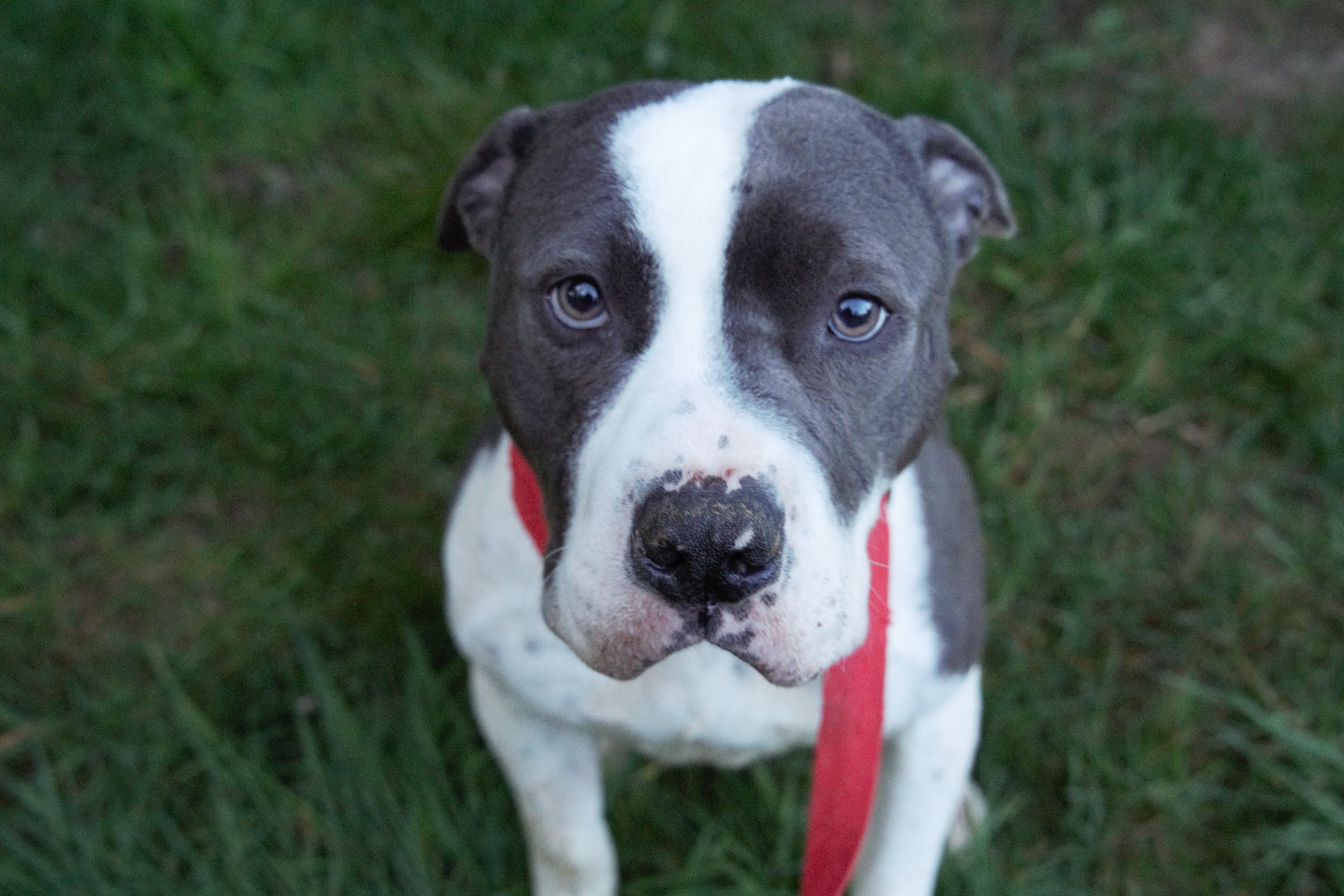 Enlarge Coco, a Adoptable mixed breed in Puyallup, WA image 2/6