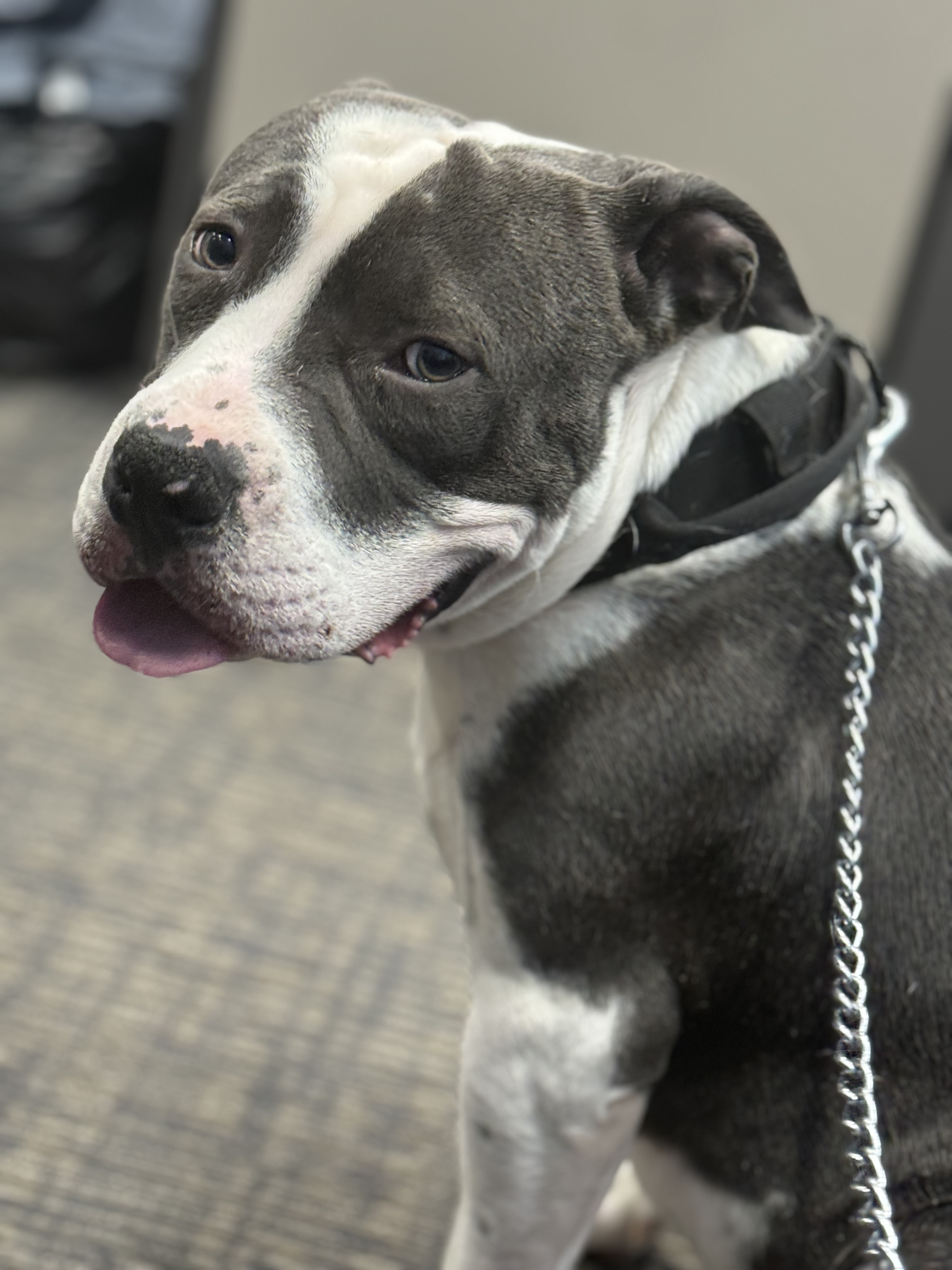 Enlarge Coco, a Adoptable mixed breed in Puyallup, WA image 4/6