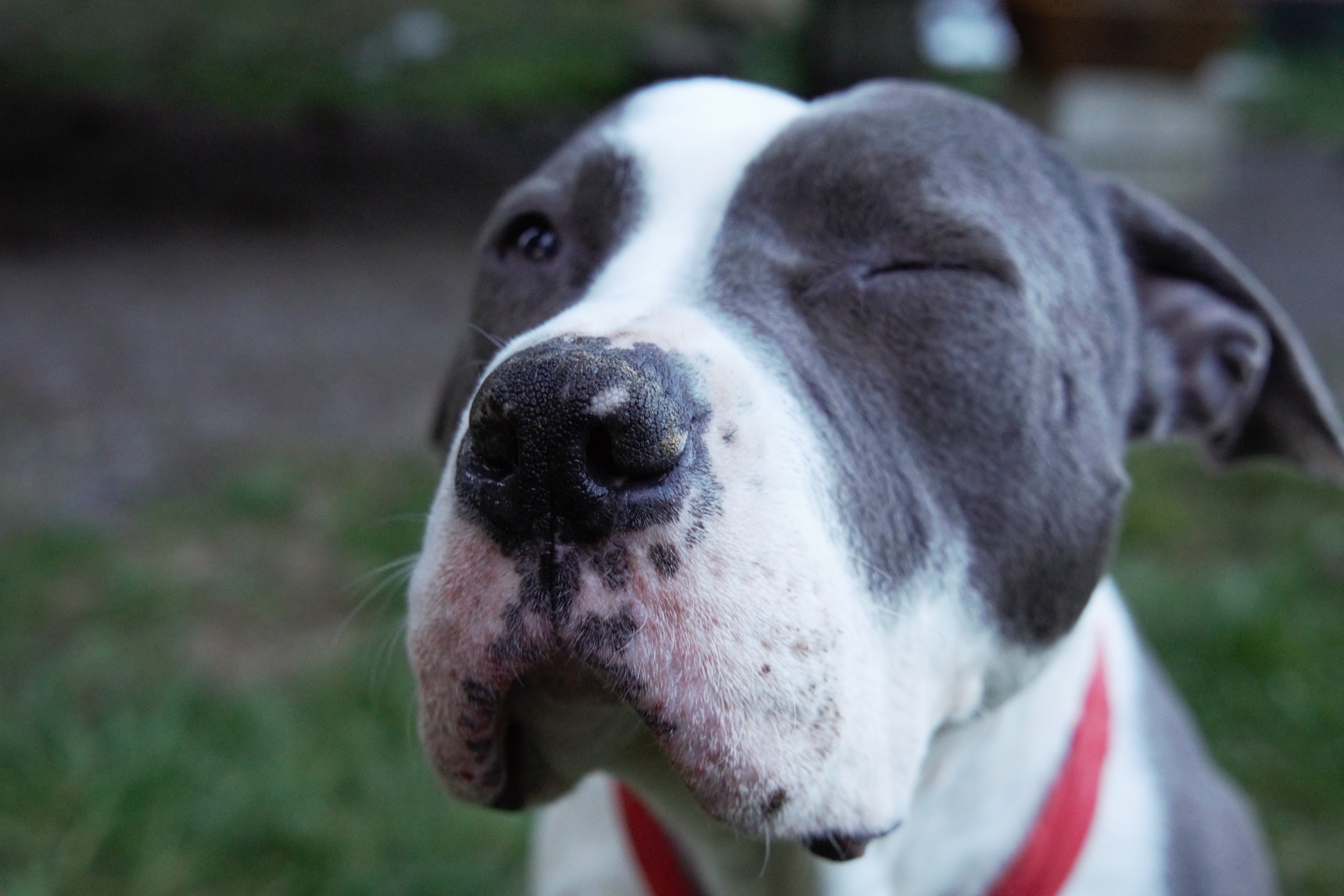 Enlarge Coco, a Adoptable mixed breed in Puyallup, WA image 6/6