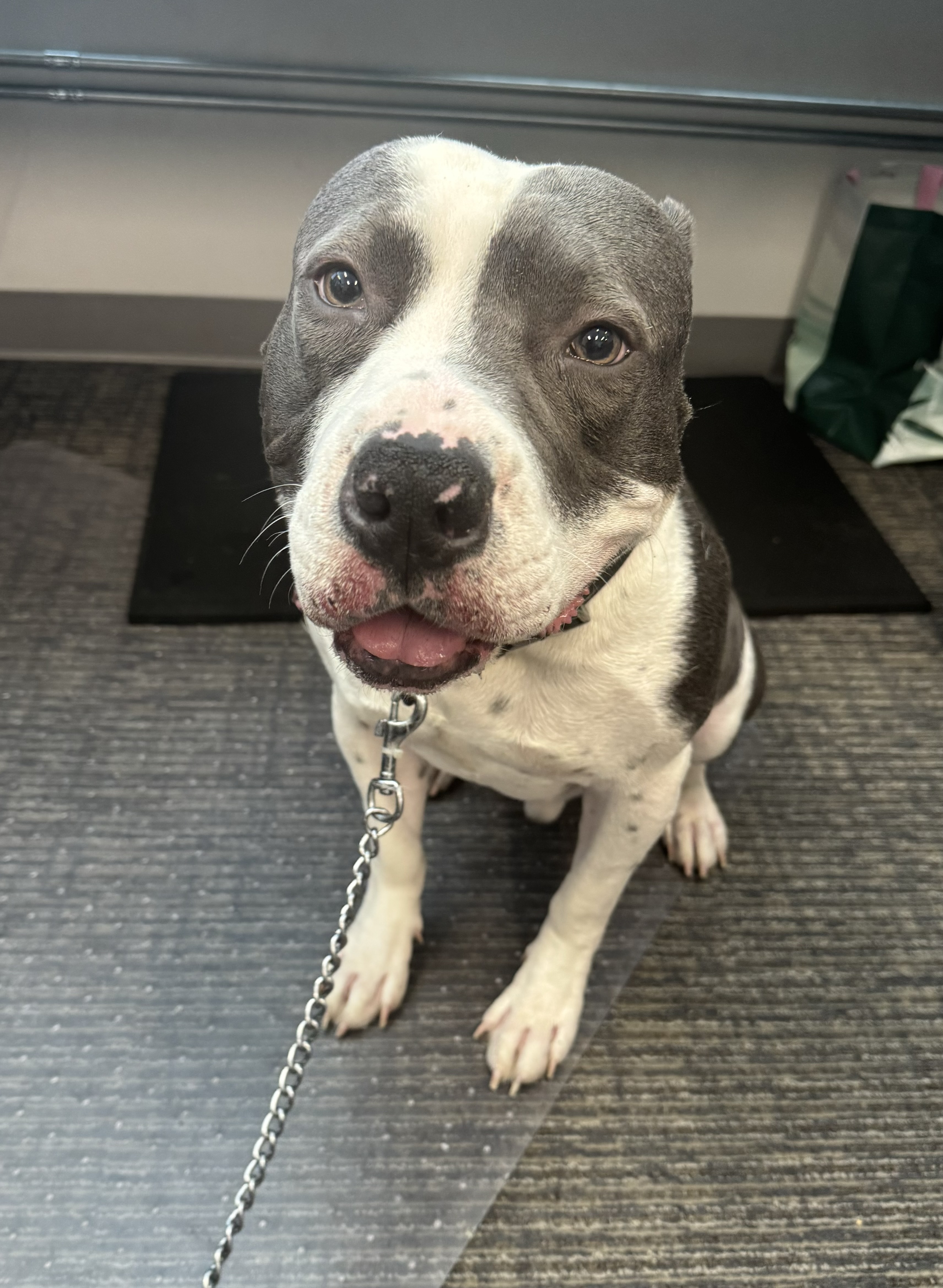 Enlarge Coco, a Adoptable mixed breed in Puyallup, WA image 5/6