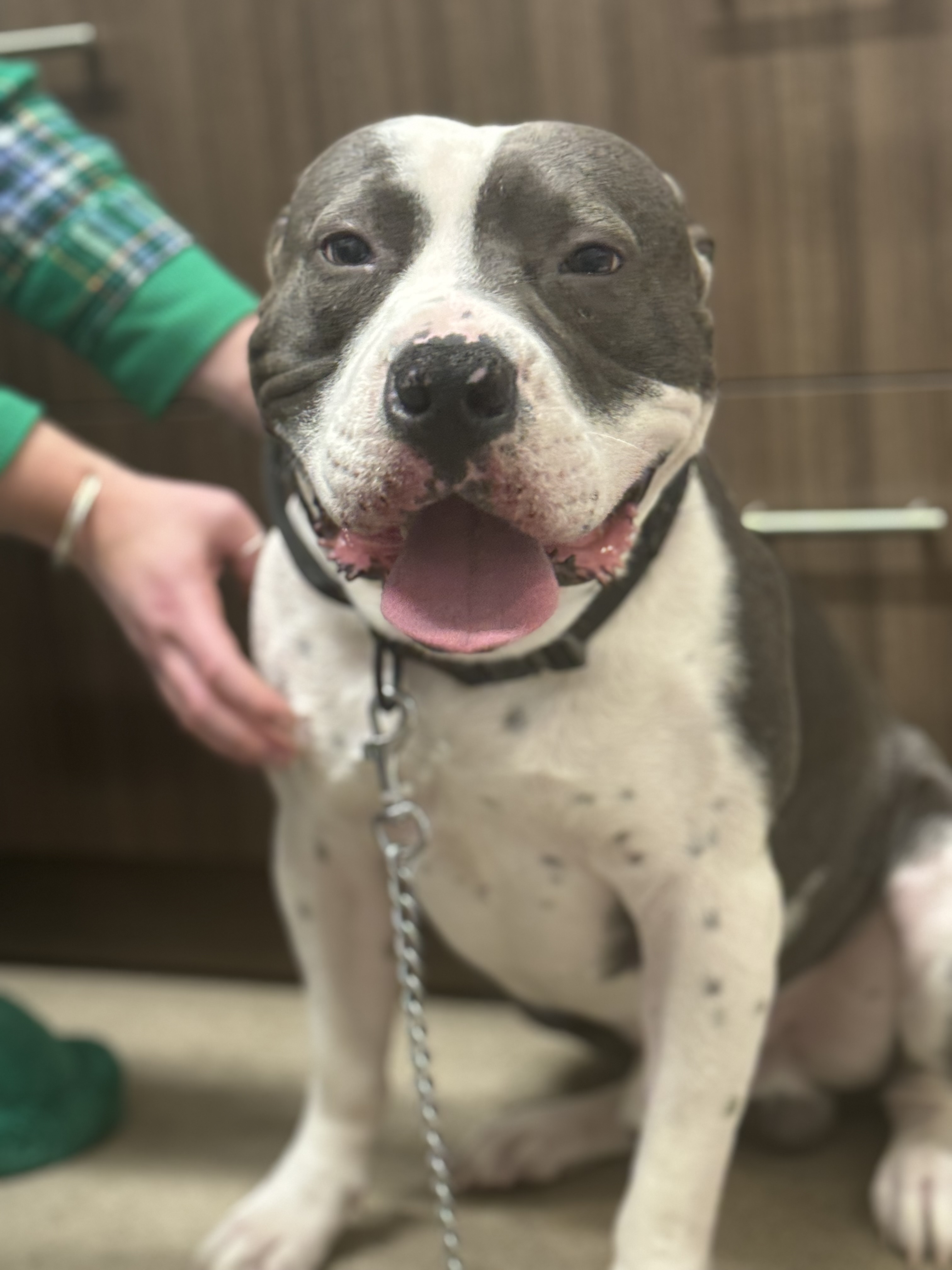 Enlarge Coco, a Adoptable mixed breed in Puyallup, WA image 3/6