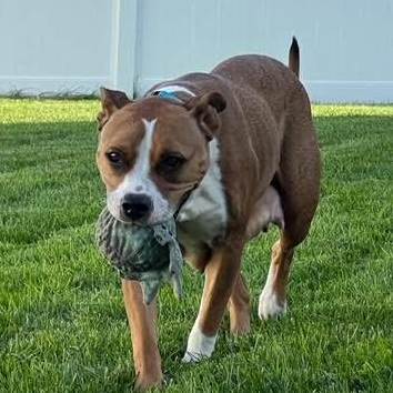 Nala, Adoptable, Young Female Labrador Retriever & Pit Bull Terrier.