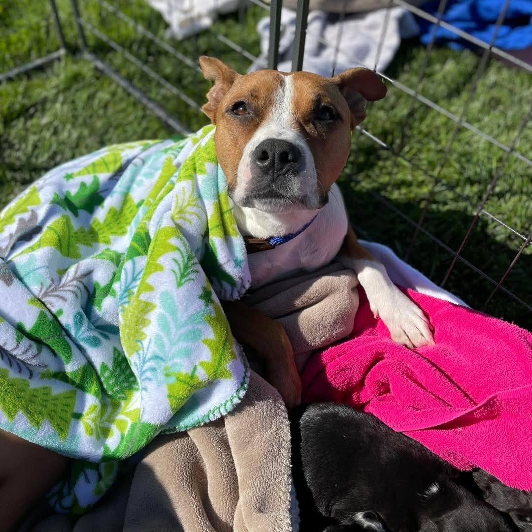 Enlarge Nala, a Adoptable mixed breed in Grand Island, NE image 3/5