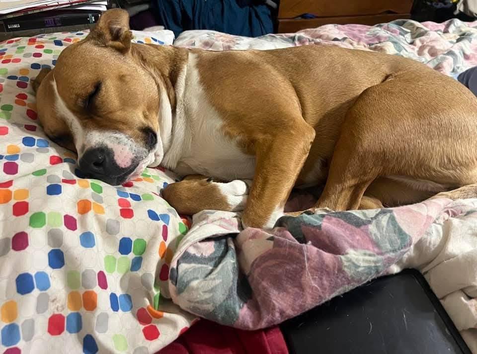 Enlarge Nala, a Adoptable mixed breed in Grand Island, NE image 4/5