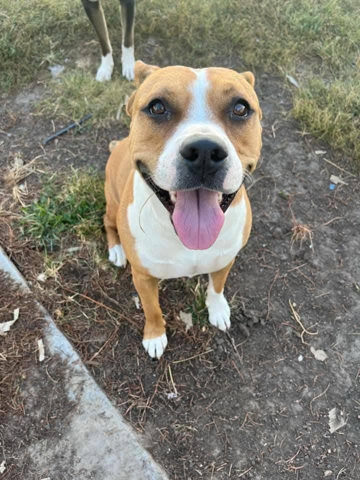 Enlarge Nala, a Adoptable mixed breed in Grand Island, NE image 1/5