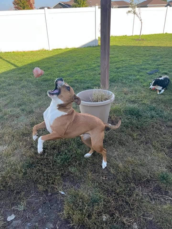 Enlarge Nala, a Adoptable mixed breed in Grand Island, NE image 2/5