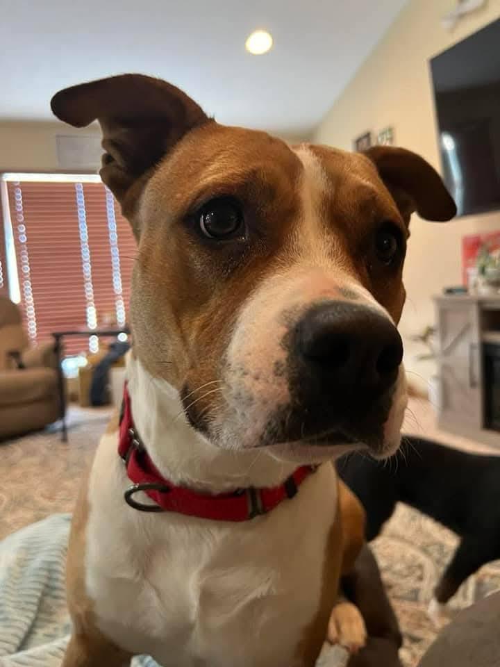 Enlarge Nala, a Adoptable mixed breed in Grand Island, NE image 5/5