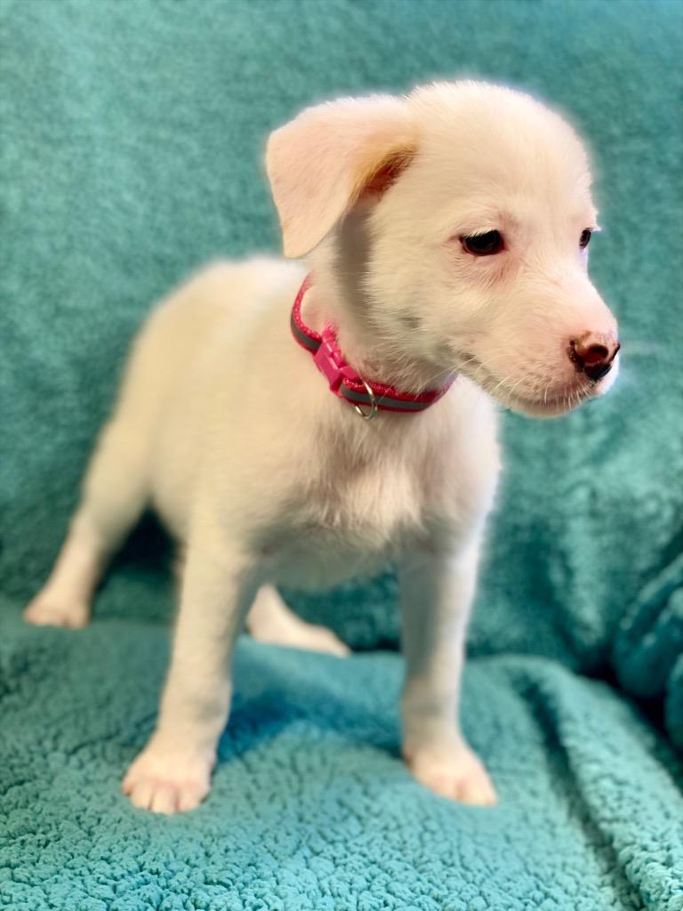 Nan, Adopted, Puppy Female Australian Shepherd & Mixed Breed.