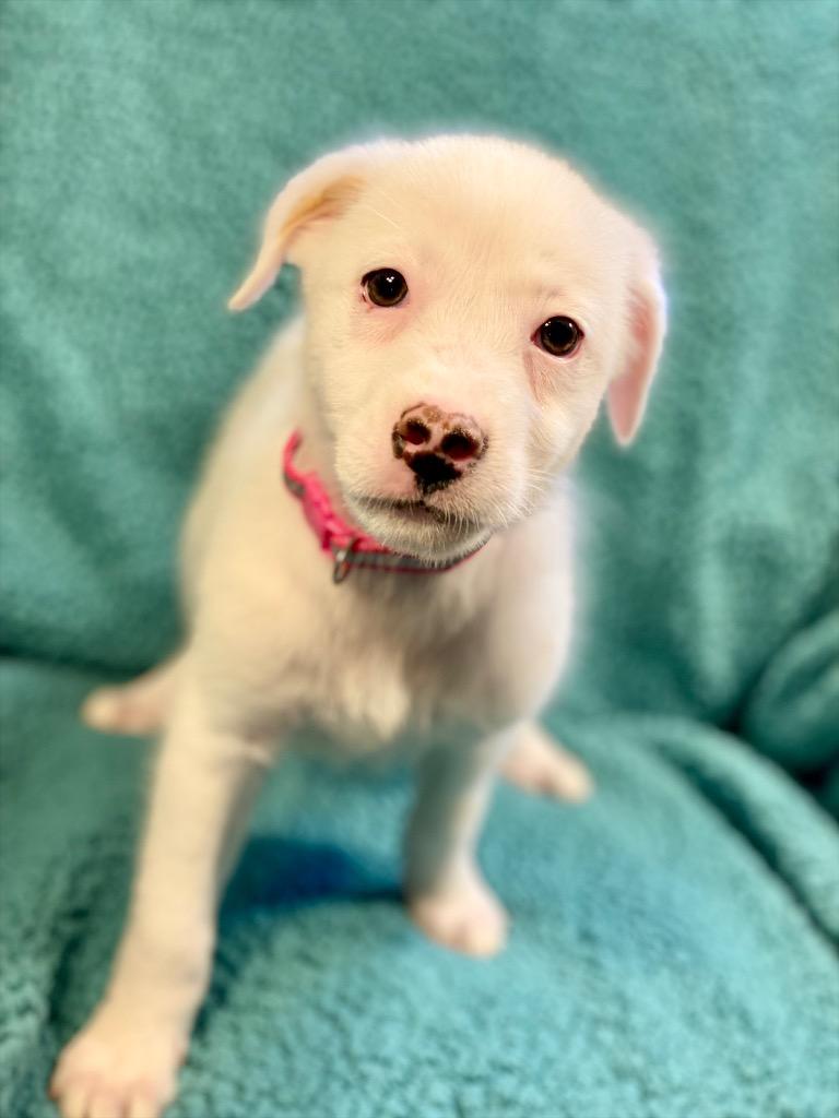 Enlarge Nan, a Adopted mixed breed in Urbandale, IA image 2/2