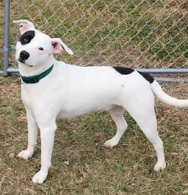 Enlarge BASIL, a Adoptable mixed breed in Brunswick, GA image 1/1
