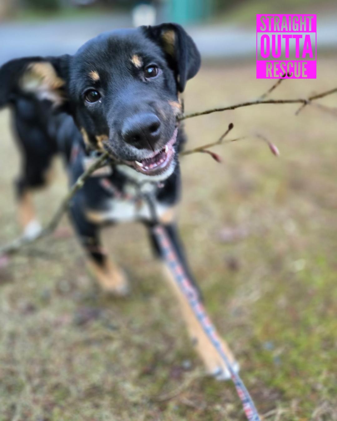 Enlarge Pinga - New Bio, an adopted mixed breed in Vancouver, BC image 1/6