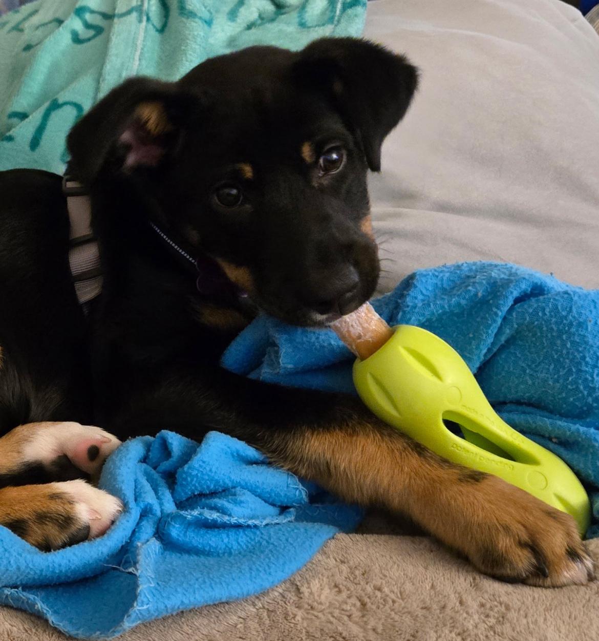 Enlarge Pinga - New Bio, an adopted mixed breed in Vancouver, BC image 6/6