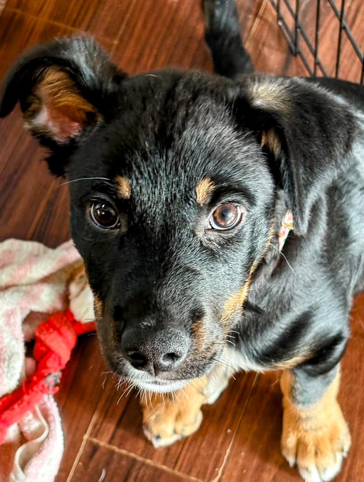 Enlarge Pinga - New Bio, an adopted mixed breed in Vancouver, BC image 2/6