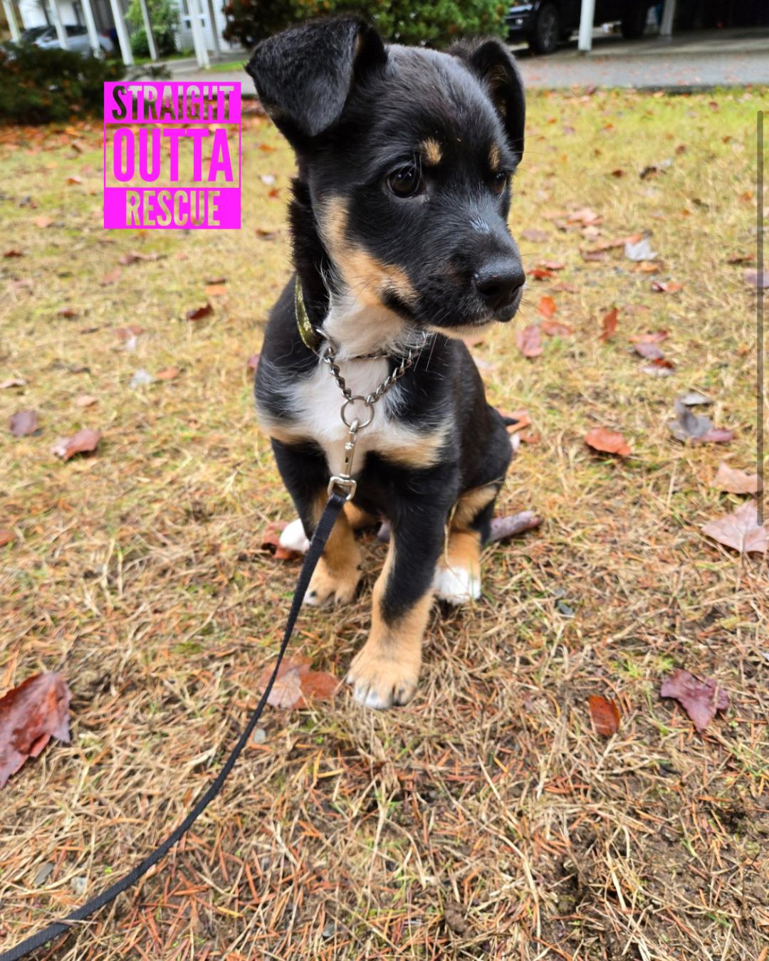 Enlarge Pinga - New Bio, an adopted mixed breed in Vancouver, BC image 3/6