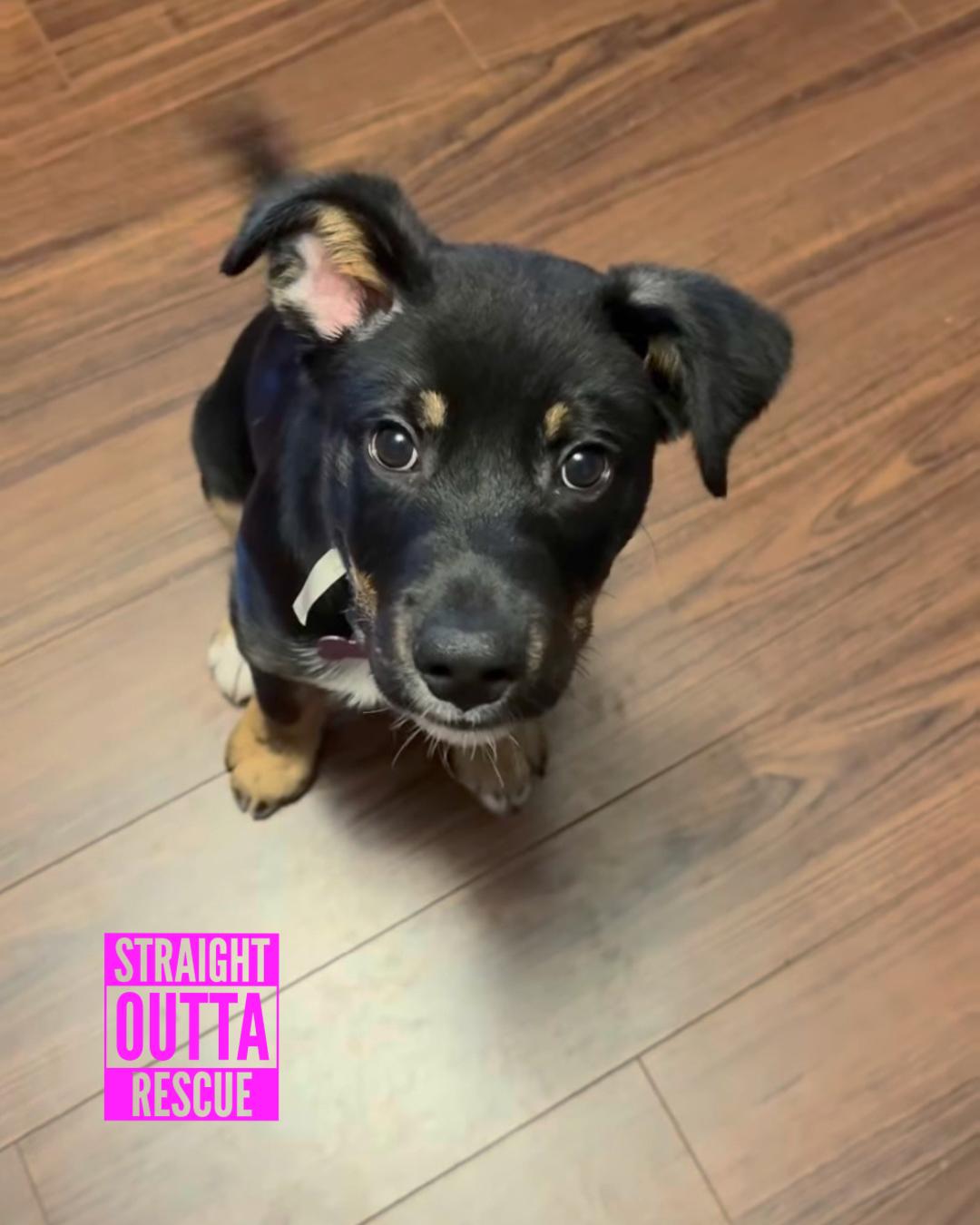 Enlarge Pinga - New Bio, an adopted mixed breed in Vancouver, BC image 4/6