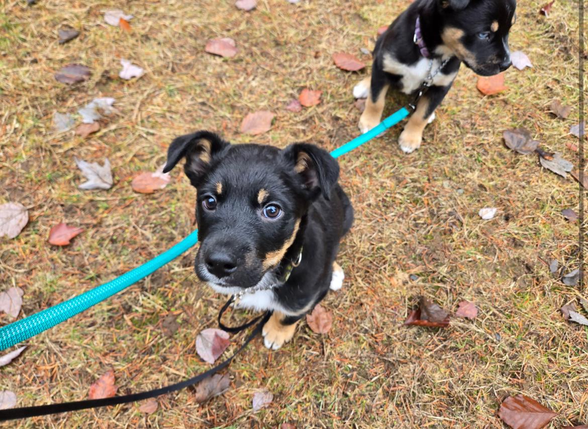 Enlarge Pinga - New Bio, an adopted mixed breed in Vancouver, BC image 5/6