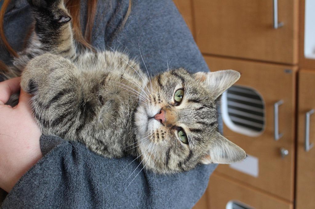 Enlarge Good Cat, a ADOPTABLE Domestic Short Hair in Chestertown, MD image 3/3