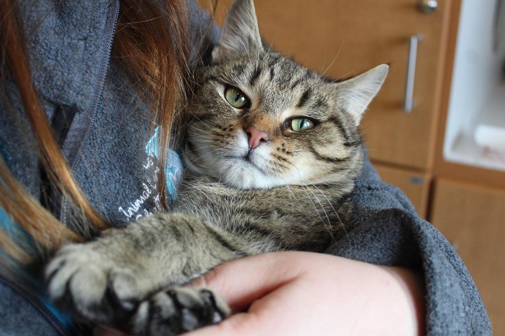 Enlarge Good Cat, a ADOPTABLE Domestic Short Hair in Chestertown, MD image 2/3