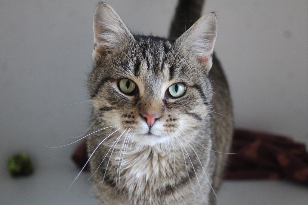 Good Cat, ADOPTABLE, Young Male Domestic Short Hair.