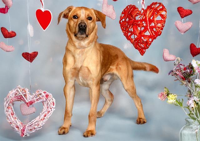 HANSON, Adoptable, Young Male Labrador Retriever & Mixed Breed.