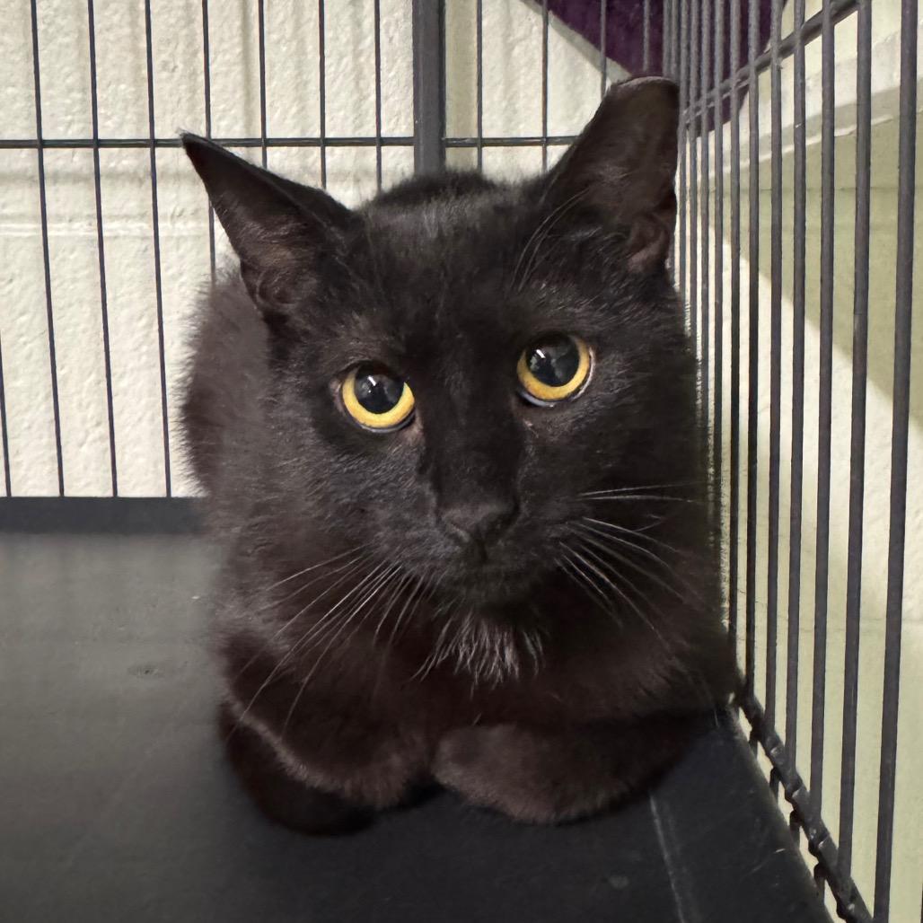 Enlarge Cherry, a Adoptable Domestic Short Hair in Easton, PA image 1/6