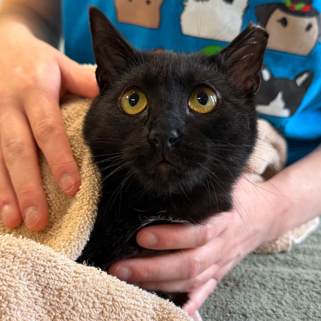 Enlarge Cherry, a Adoptable Domestic Short Hair in Easton, PA image 2/6