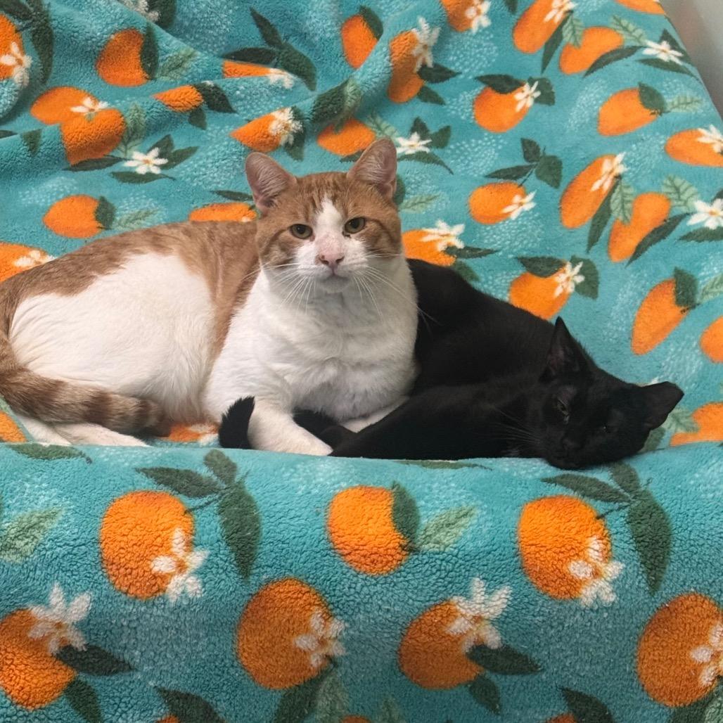 Enlarge Cherry, a Adoptable Domestic Short Hair in Easton, PA image 3/6
