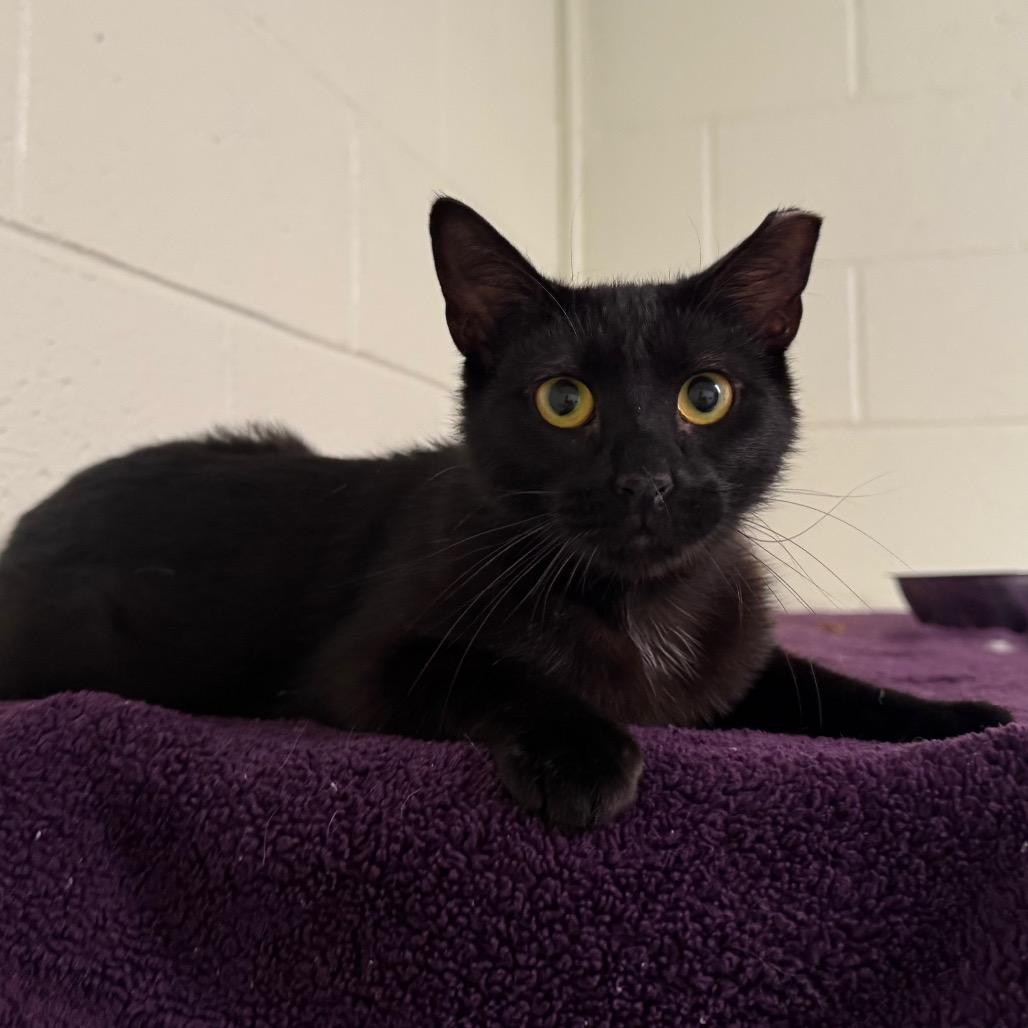 Enlarge Cherry, a Adoptable Domestic Short Hair in Easton, PA image 4/6