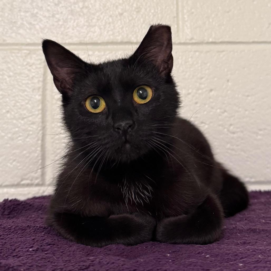 Enlarge Cherry, a Adoptable Domestic Short Hair in Easton, PA image 5/6